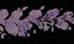 1mm-overview-scale-VGN1c-region-1-landscape-WEB-450x250