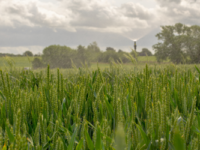 Green-horizons-450x250