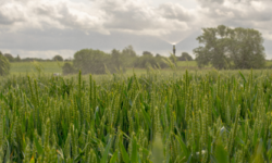 Green-horizons-450x250